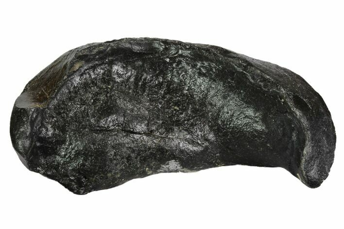 Fossil Whale Ear Bone - Miocene #99971